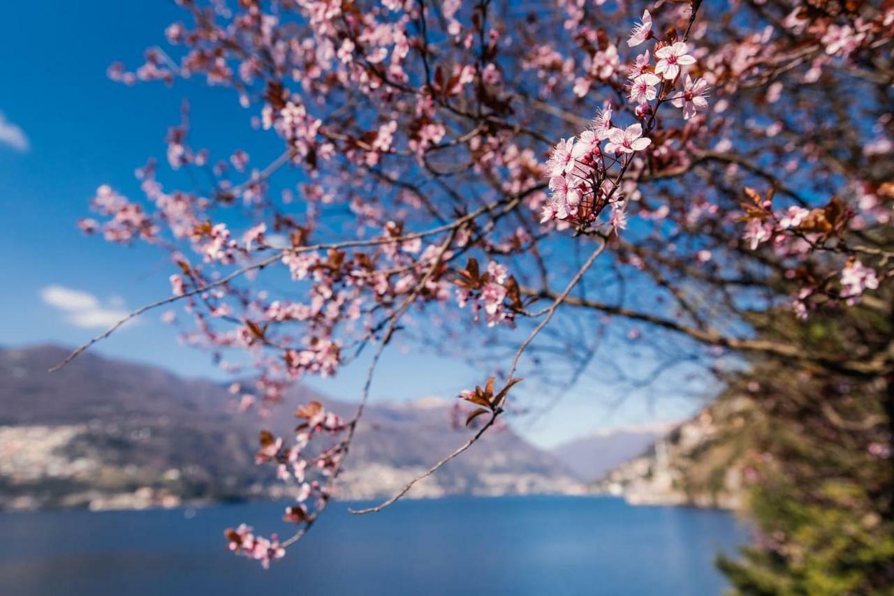 Apartment Crotto Del Nino Feel The Wonderfull Lake *